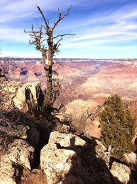 Trees growing on rock against sky