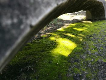 Close-up of water on tree