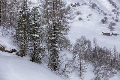 Snow covered land and trees in forest