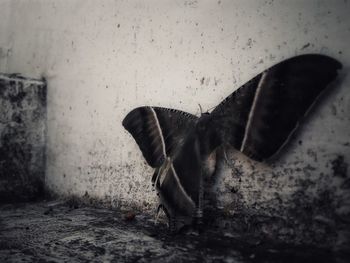Close-up of butterfly