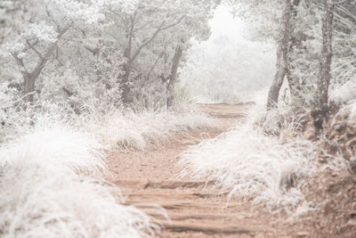 Dirt road amidst trees in forest