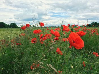 Red poppy flowers blooming on field