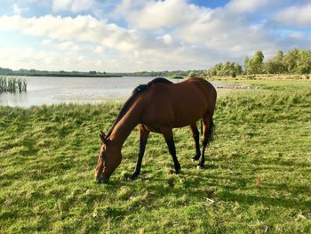 Horse grazing on field against sky