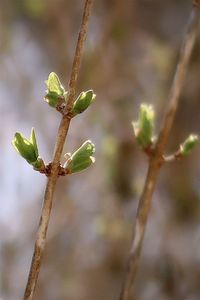 Close-up of flower buds growing outdoors