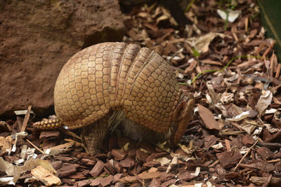 Segmented scaled armor on an armadillo on a warm summer day.