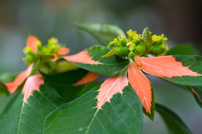 Close-up of orange leaves