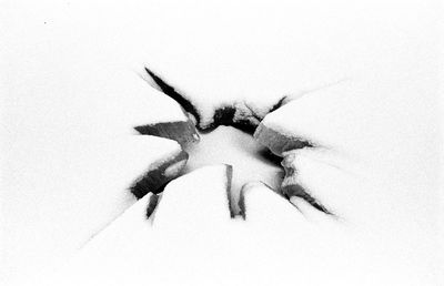 Close-up of spider on web