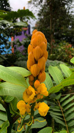 Close-up of yellow flowering plant