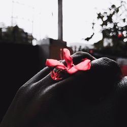 Close-up of hand holding red flower