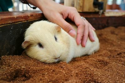 Hand stroking cute white guinea pig. animal concept.