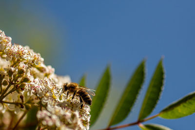 Close-up of insect on flower