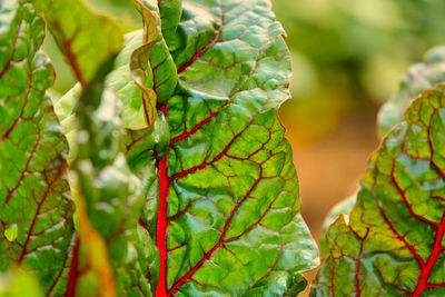 Close-up of fresh green leaves