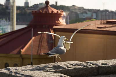 Seagull perching on a wall