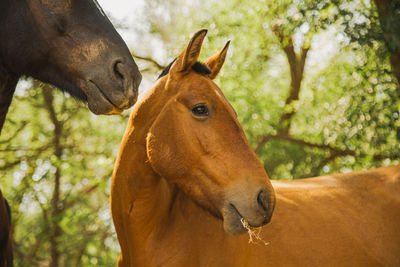 Close-up of horse