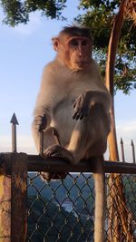 Monkey sitting on fence at zoo