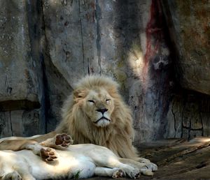 View of cat resting on wood in zoo