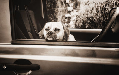 Close-up of a dog looking through window