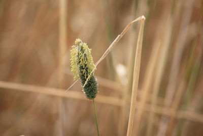 Close-up of flower bud growing on field