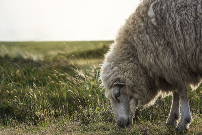 Sheep grazing in a field