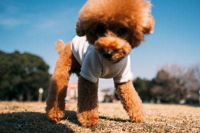 Dog looking away on field