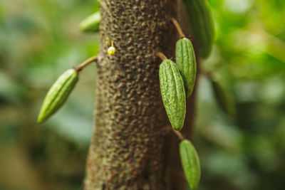 Close-up of leaf on tree trunk