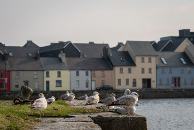 Seagulls on a building