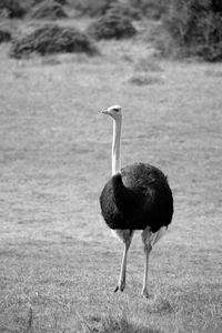 Side view of a bird on field