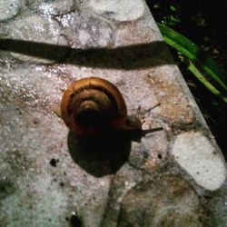 snail