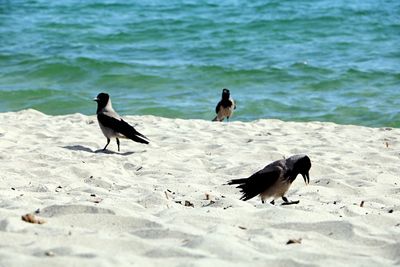 Birds on beach