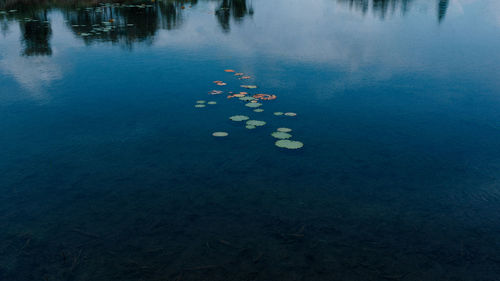 High angle view of multi colored floating on water