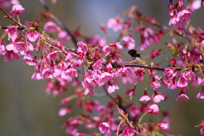 Close-up of pink cherry blossoms in spring and a bumblebee 