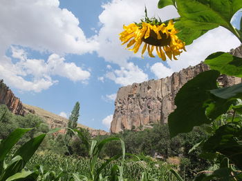 Close-up of flowers blooming against sky