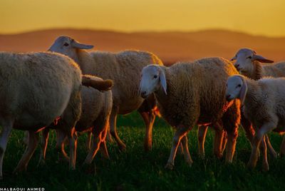 Sheep in a farm