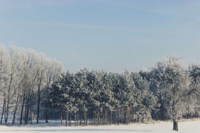 Trees on snow covered field against sky