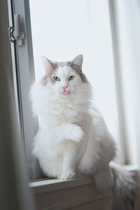 Portrait of cat sitting on window