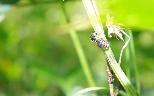 Close-up of insect on plant