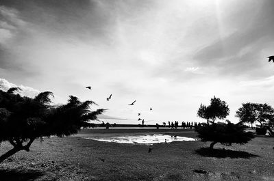 Birds flying over beach against sky