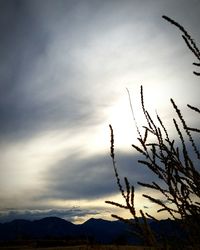 View of silhouette plants against cloudy sky