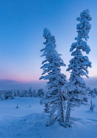 Frozen tree against clear blue sky during winter