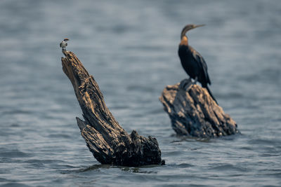 Close-up of bird in sea