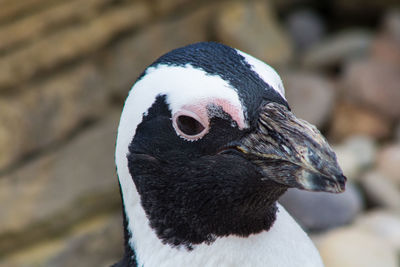 Close-up of penguin outdoors