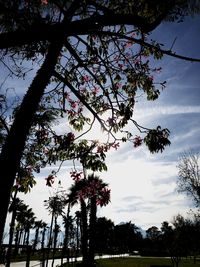 Low angle view of silhouette trees against sky