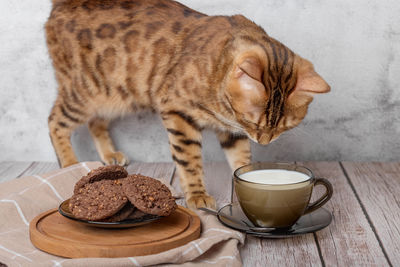 Bengal cat, a cup of milk and cookies in a bowl on a wooden table.