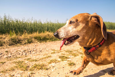 Close-up of a dog looking away