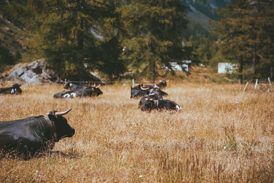 Horses in a field