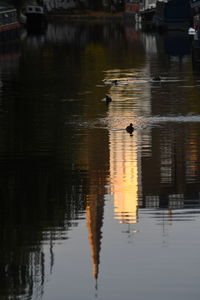 Ducks swimming in lake