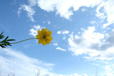 Low angle view of yellow flowering plant against sky