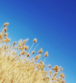 Low angle view of flowering plants against clear blue sky