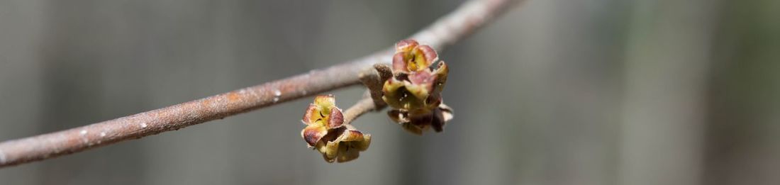 Close-up of plant against blurred background