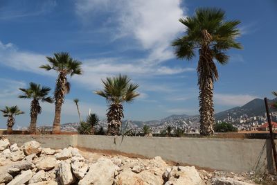 Palm trees on landscape against sky